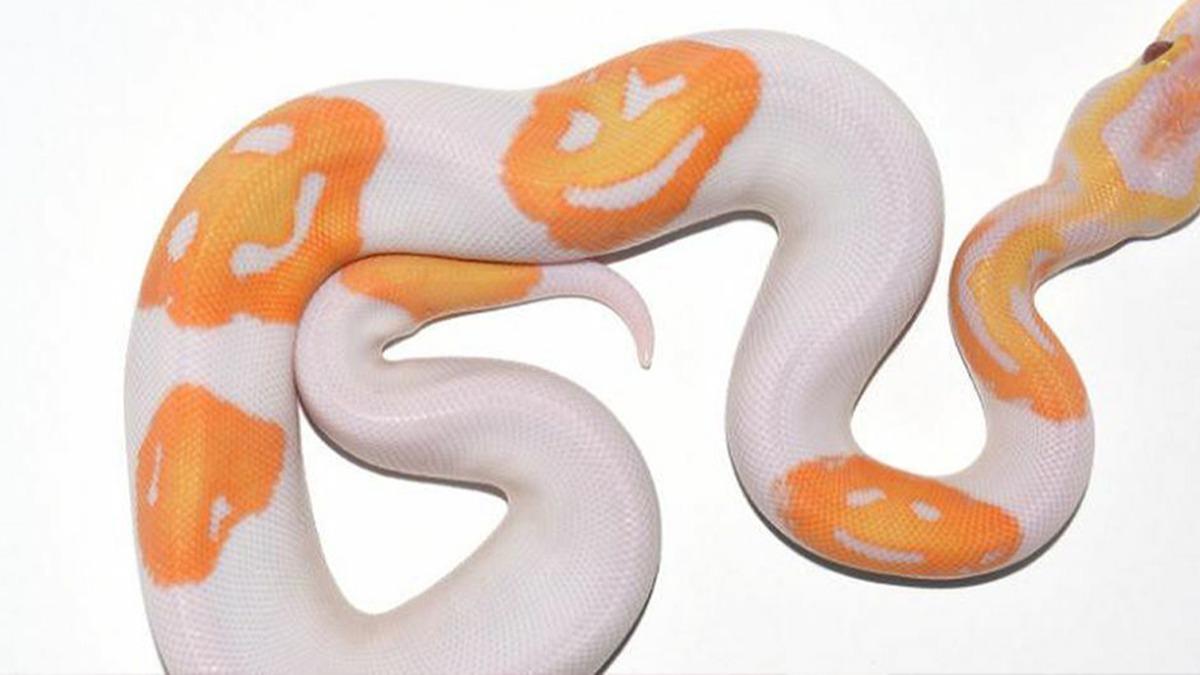 'Glen yz emojili' Kraliyet Pitonu 45 bin TL'ye satld 