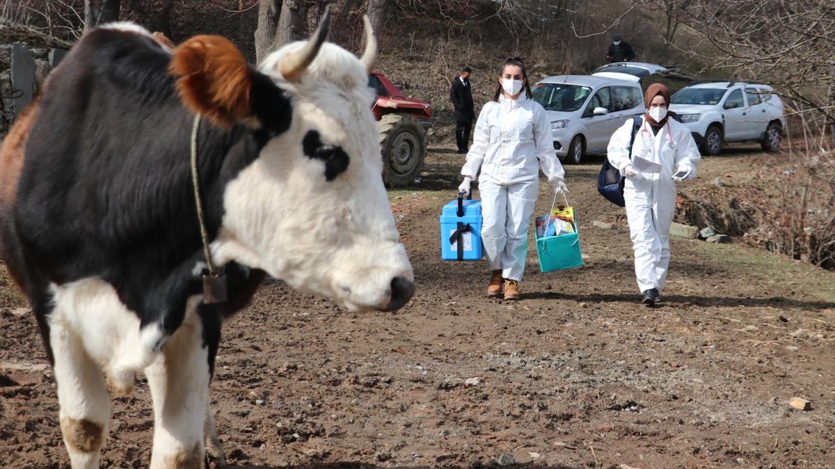 Salk alanlar 90 yandaki ehriye ninenin Kovid-19 as iin merkeze 60 kilometre uzaklktaki kye ulat