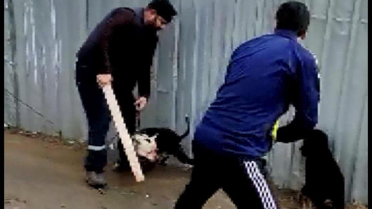 Sultanbeyli'de pitbull deheti