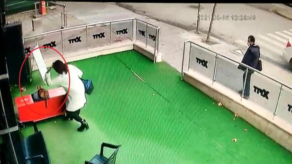 Hamile kediye vurup anta frlatt
