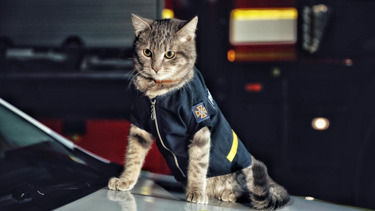 Donmaktan kurtarlan kedi, itfaiye ekibine katld: Binba rtbesi verildi