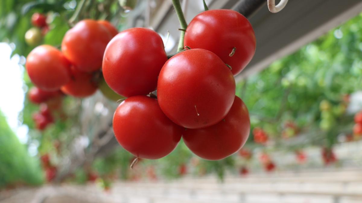 Devlet desteiyle kurduu topraksz serada rettii domatesleri dnyaya satyor 