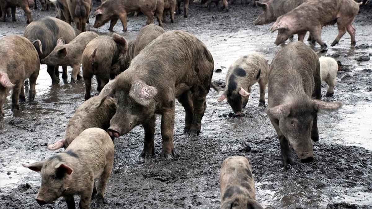 in'de bir iftlikte Afrika domuz vebas tespit edildi