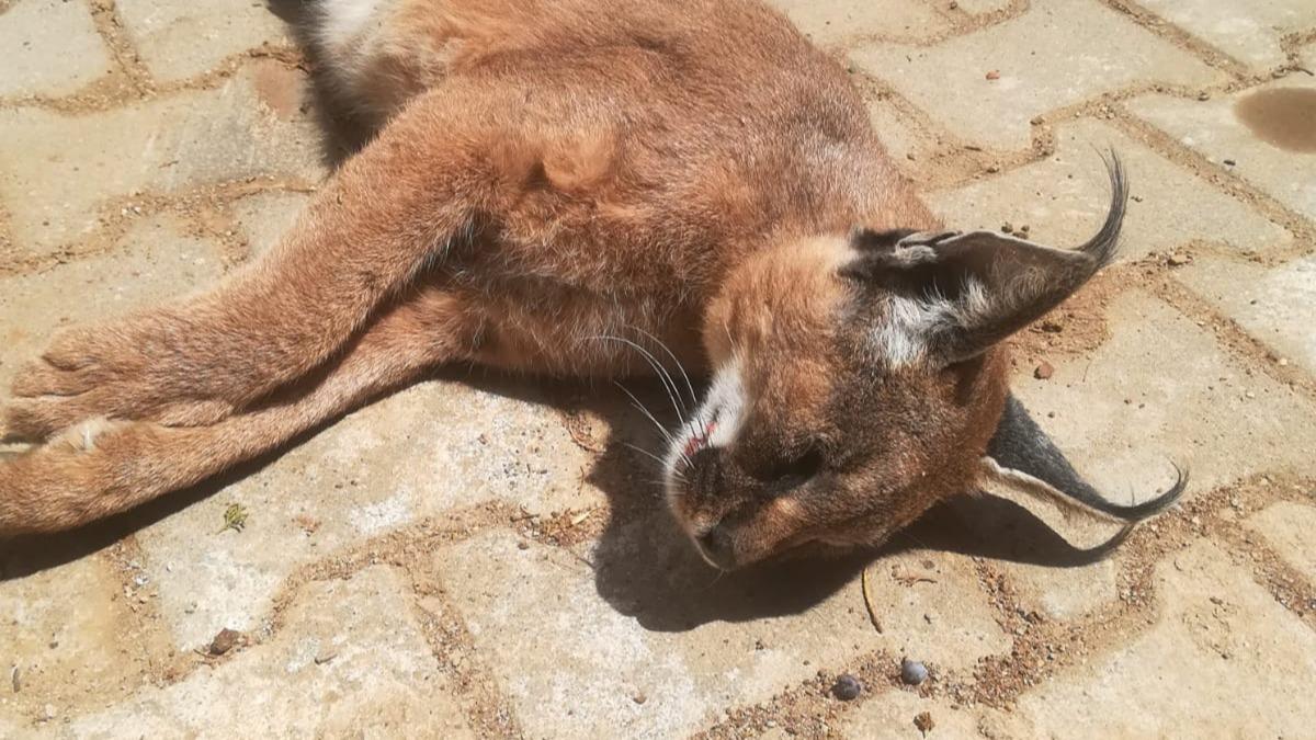 Nesli tkenme tehdidi altnda! l bulundu