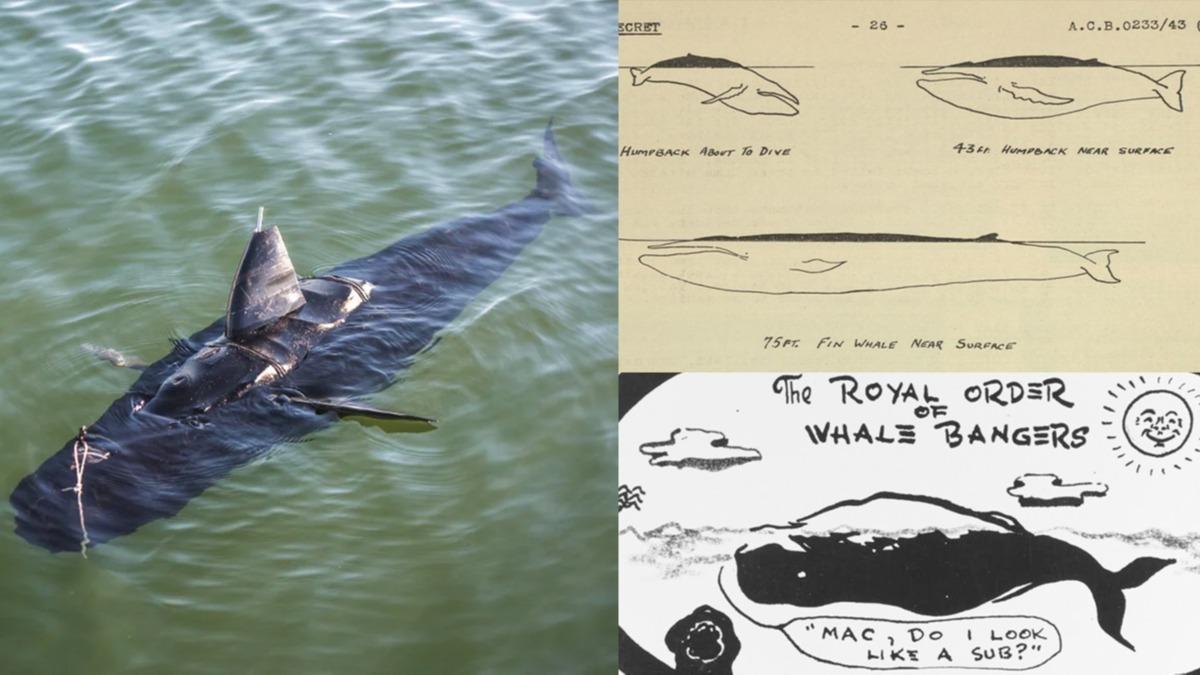 Denizalt m, balina m? Sava dneminin gizli raporlar ortaya kt