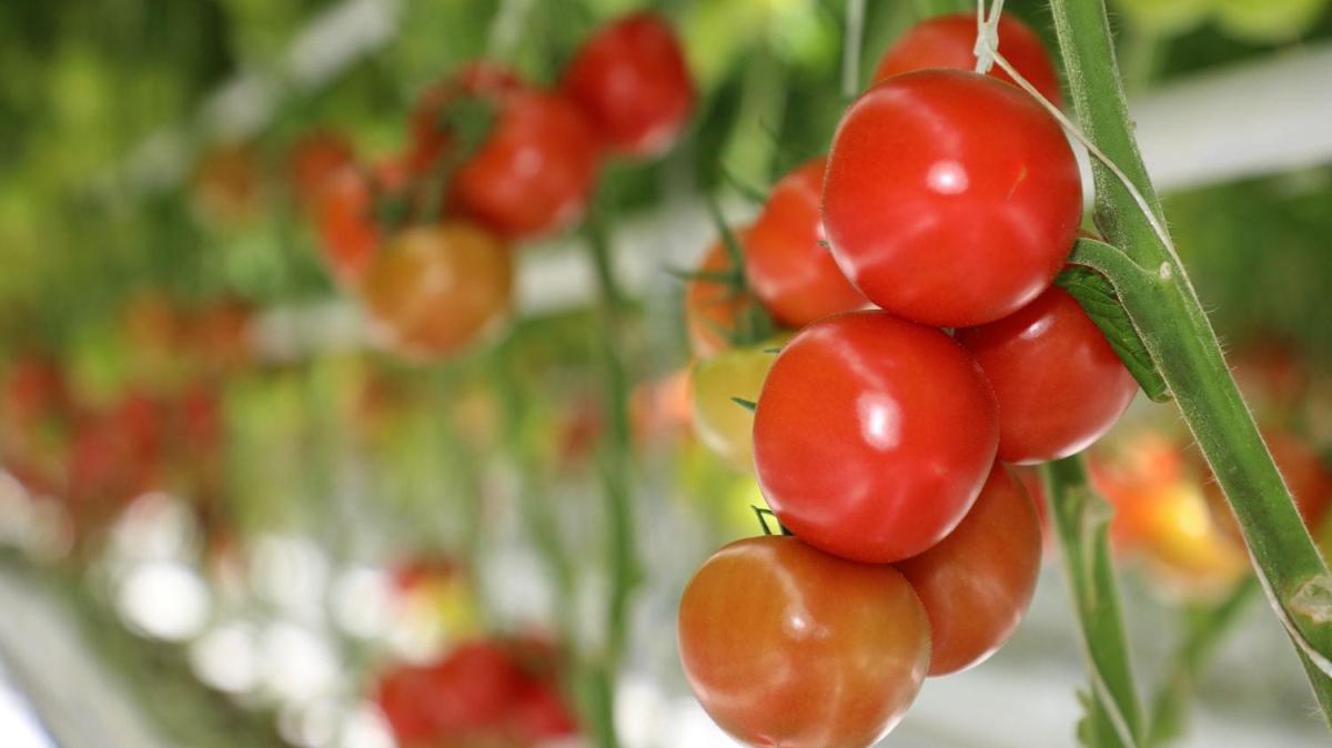 Sivas'tan dnyaya domates ihracat