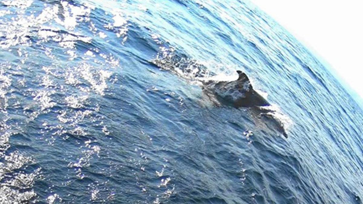 Karadeniz'de 800 binden fazla balina ile yunus yayor!