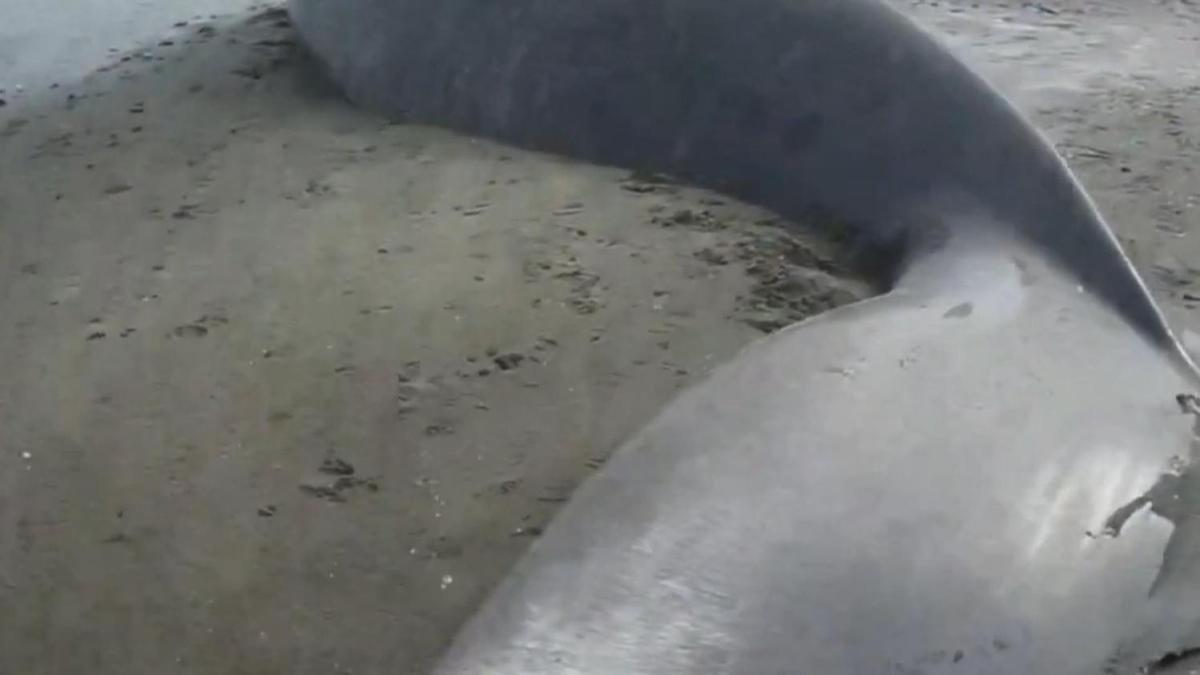 Gney Afrika'da ilk! 18.2 metrelik dev balina kyya vurdu