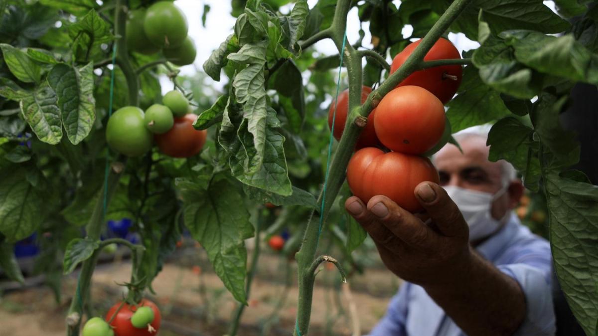 Antalya'da kstlamaya ramen domates retimi sryor