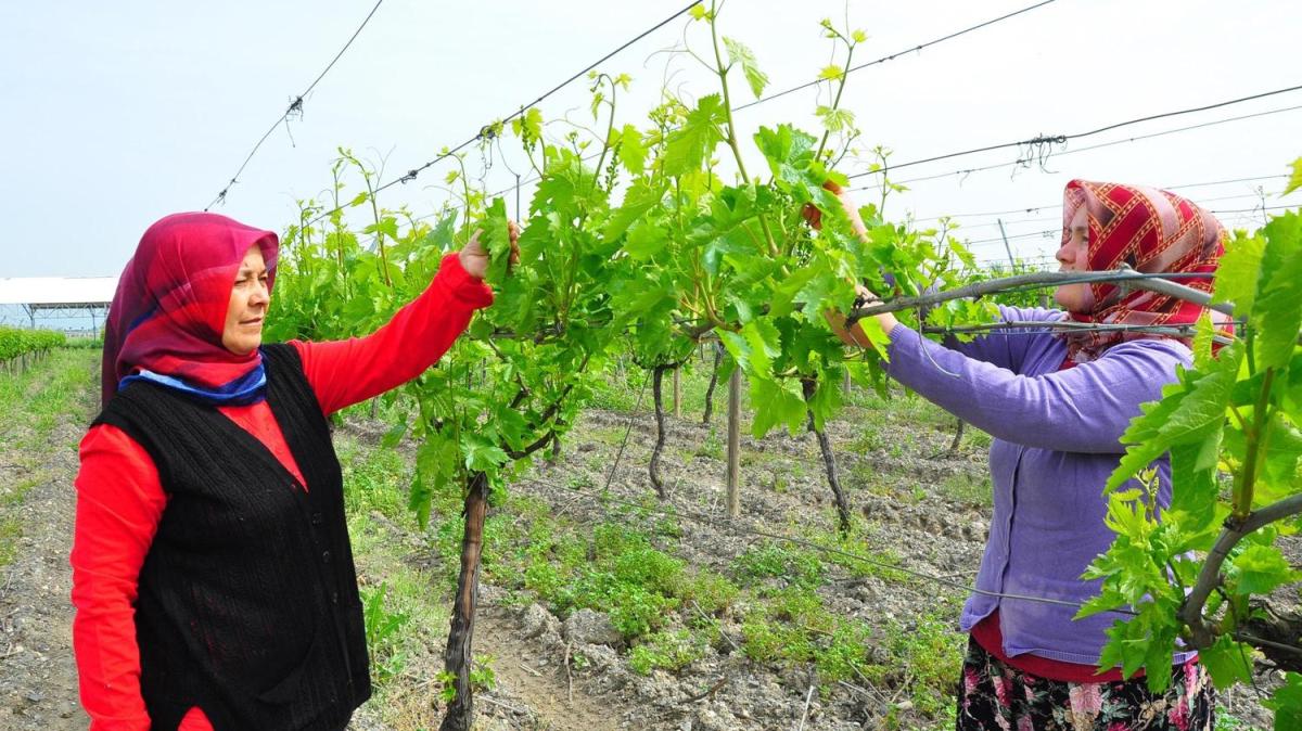 Dnyadan talep yayor! Manisa'ya ikinci gelir kaps