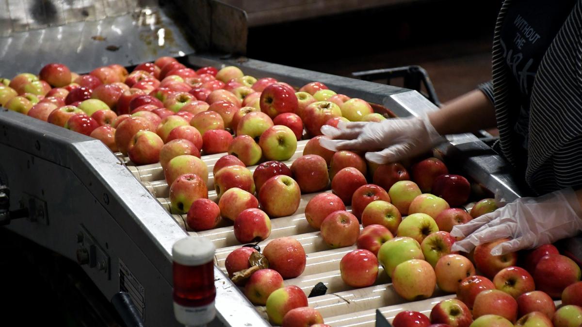 80 dnm alanda elma bahesi kurdu imdi dnyaya satyor