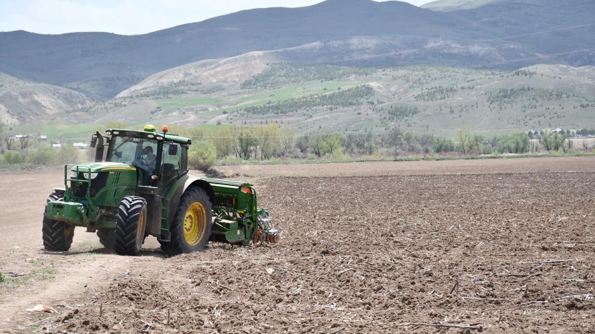 Sivas'ta imzalanan protokol sonras 170 dekar alanda kenevir ekimi yapld