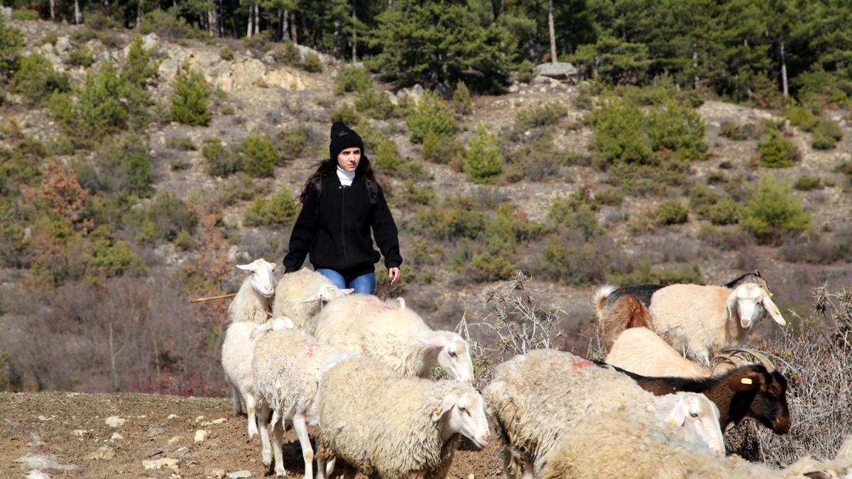 Yksek lisans rencisi Hacer uzaktan eitim srecinde kynde koyun otlatyor