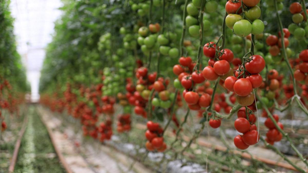 Hindistan cevizi kabuundan domates retiyor 