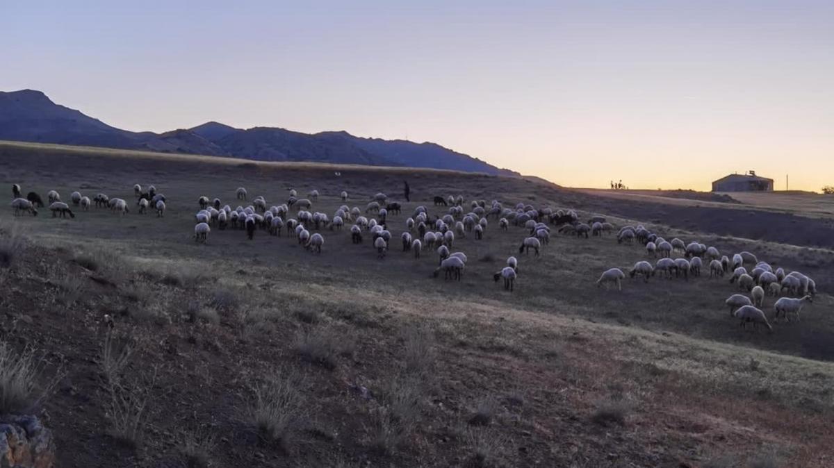 Elaz'da kaybolan 190 koyun drone ile bulundu