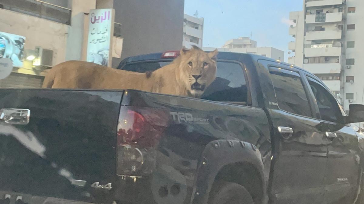 Libya'da ara kasasnda gezdirilen aslan grenleri artt