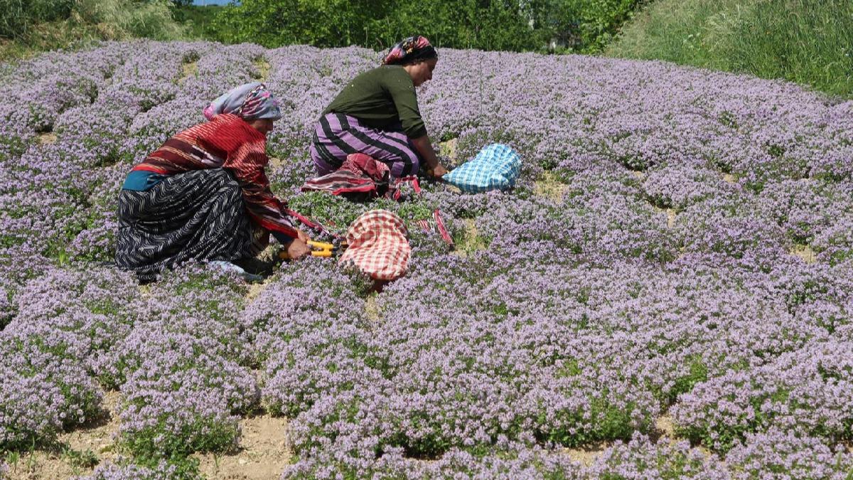 Denemeler sonu verdi, antimikrobiyal ieren yayla kekii' retimi artrlyor
