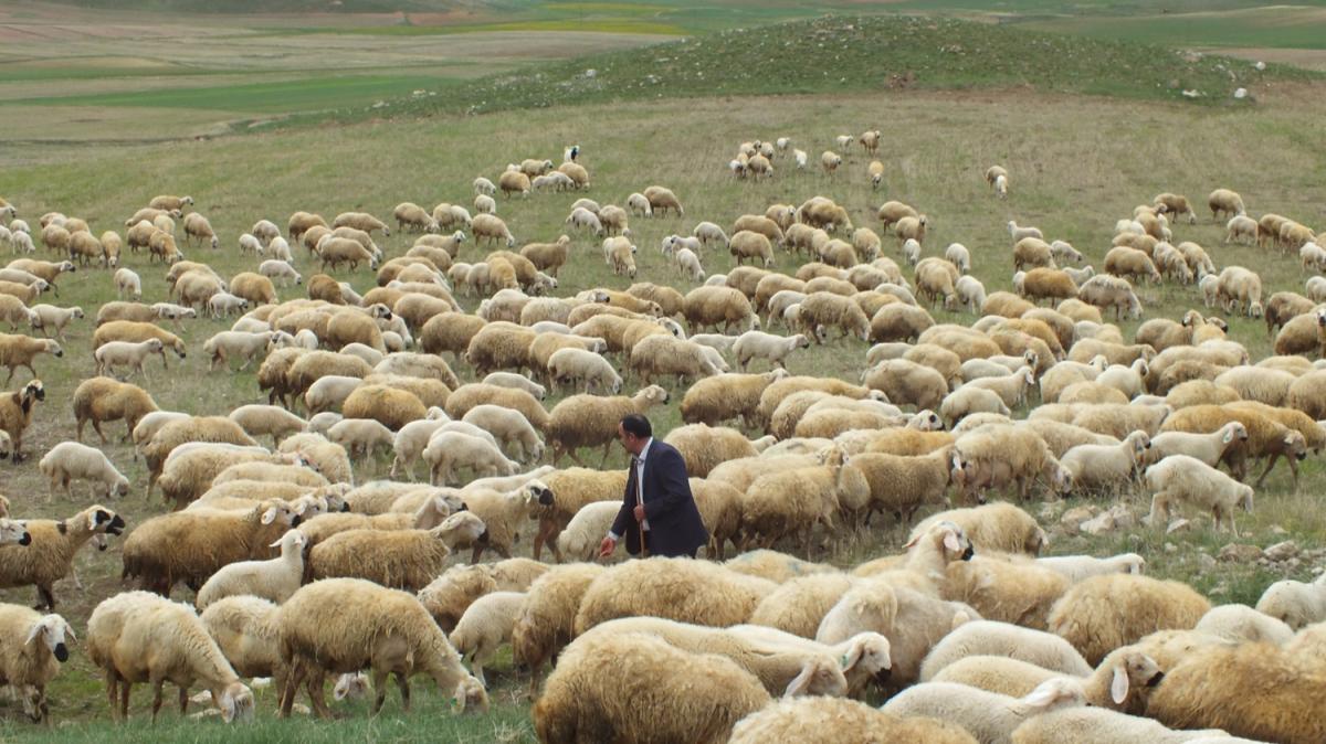 Bir asrlk aile mesleini srdryor... Devlet desteiyle srsn 8 kat bytt 