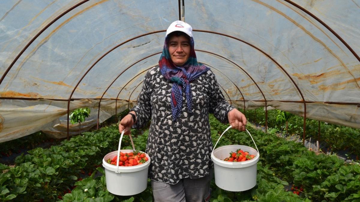 'Sermayecik ilei'nde ilk hasat balad