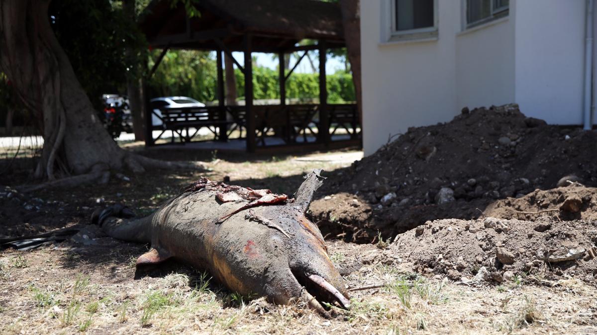 Vatandalar ihbar etti! Tam 3.5 metrelik l yunus kyya vurdu 