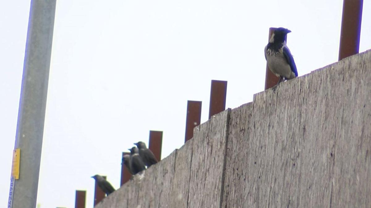 stanbul'da kularda Bat Nil Virs saptand