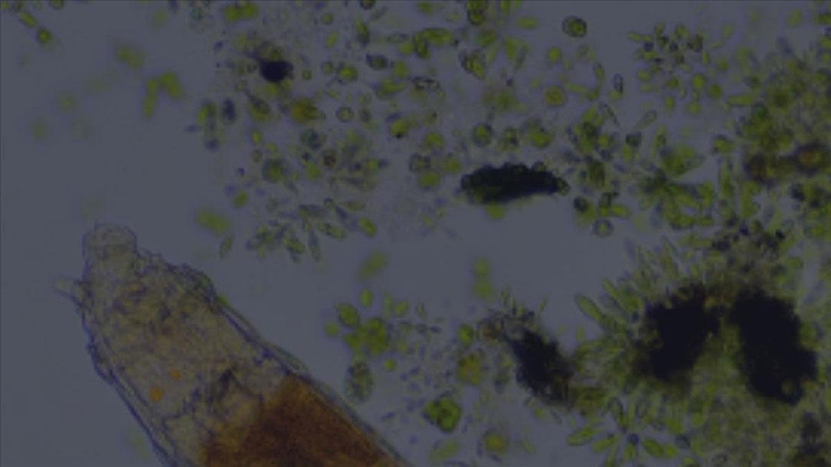 Donmu toprak tabakasnda bulunan mikroskobik canlnn 24 bin yl hayatta kald kefedildi