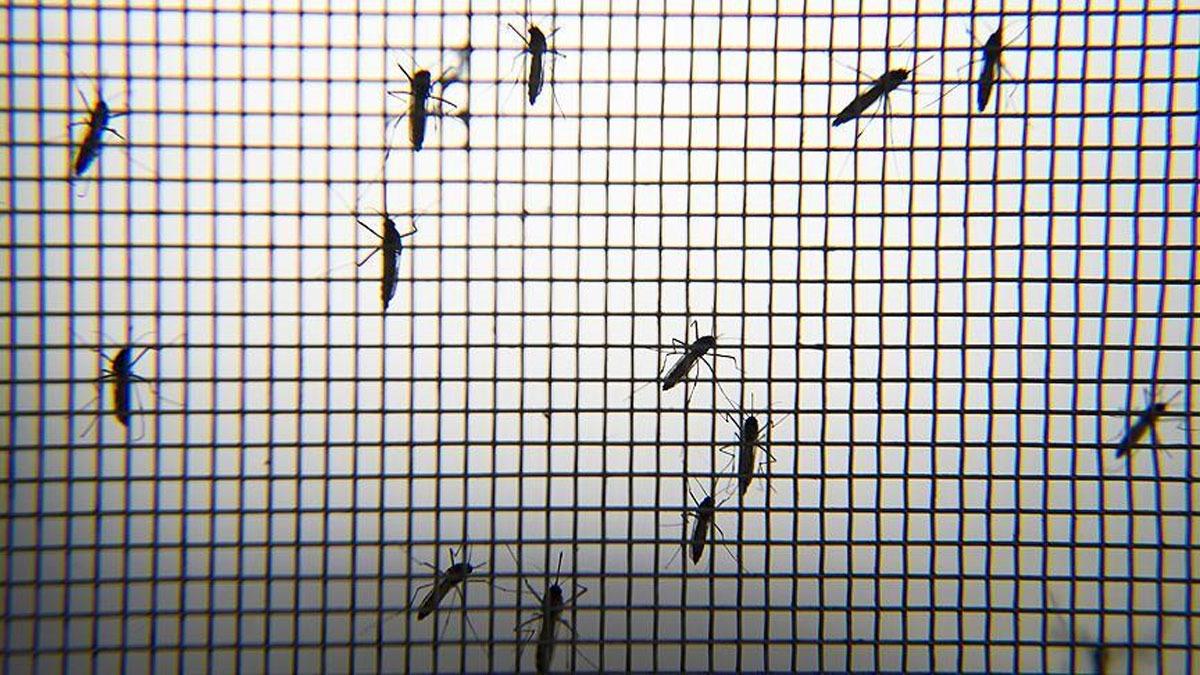 Bilim insanlar, ''bakterili sivrisinek'' kullanarak dang hummas vakalarn yzde 77 azaltmay baard