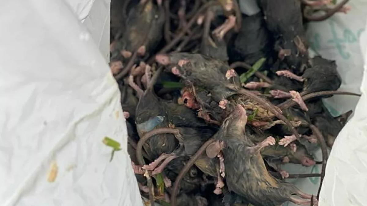 Avustralya'da fare istilas! Hareketleriyle yeri salladlar