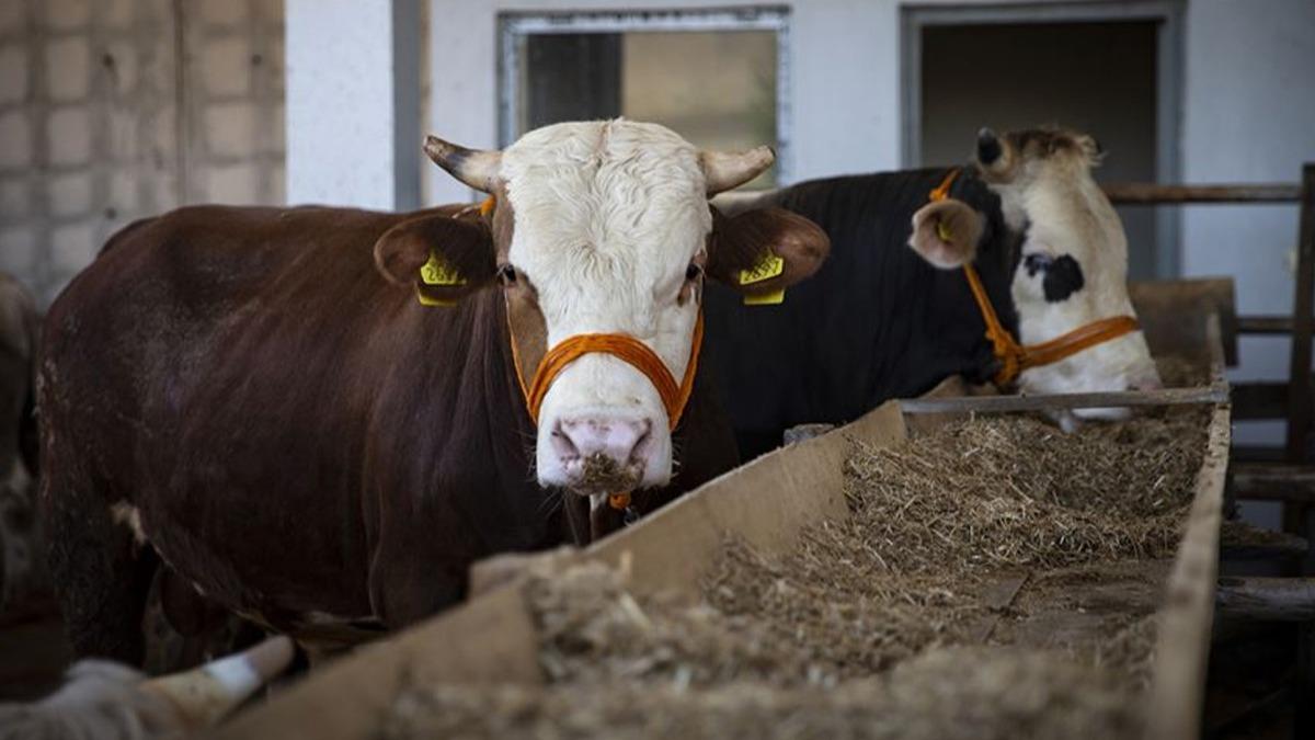 Kurban Bayram ne zaman 2021? Kurban Bayram tatili ka gn?