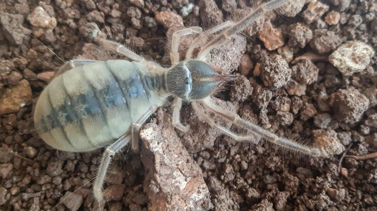 Hakkari'de kefedildi