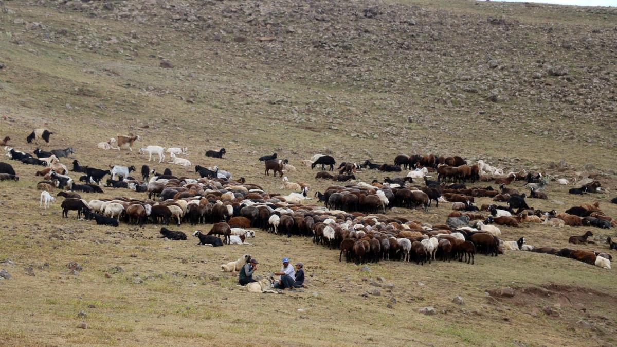 Ar Valisi Varol: Hedefimiz kkba hayvan saysn ksa vadede 2 milyona ulatrmak