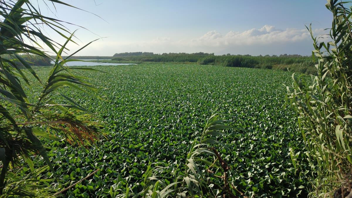 Asi Nehri'ni su smblleri kaplad
