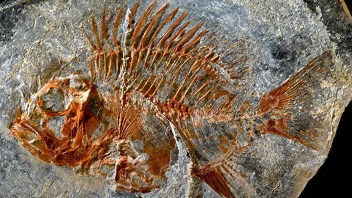 Meksika'da 95 milyon yllk balk fosili bulundu