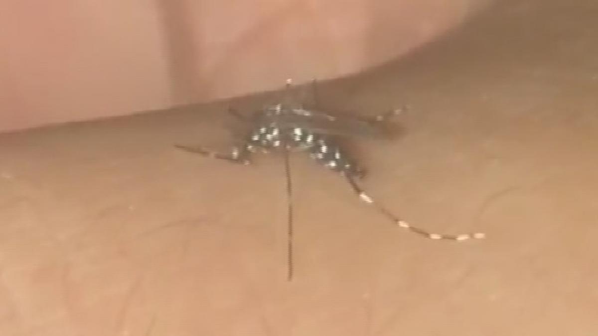 Asya Kaplan Sivrisinei, giysi zerinden srabiliyor ve alerjik reaksiyona yol aabiliyor