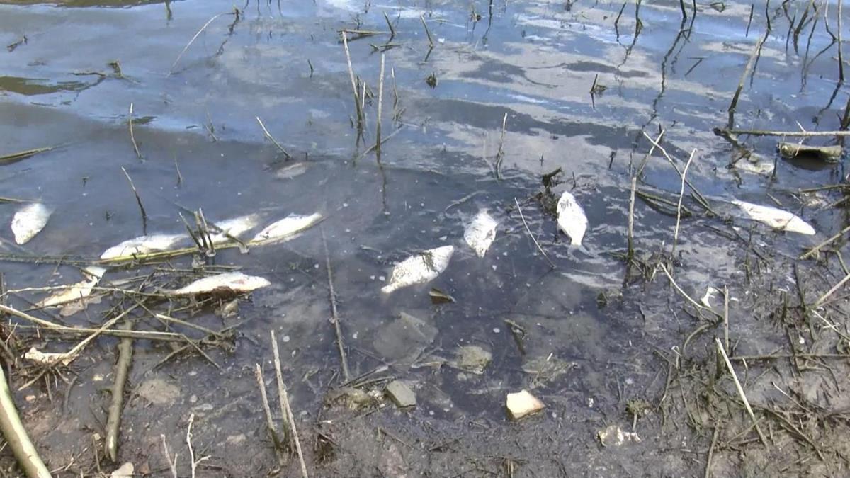 Alibeyky Baraj'nda korkutan balk lmleri