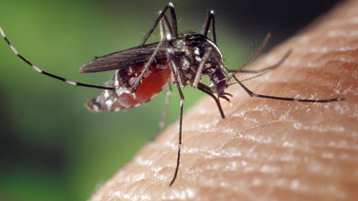 Sivrisinek srklarna uzmanlardan uyar