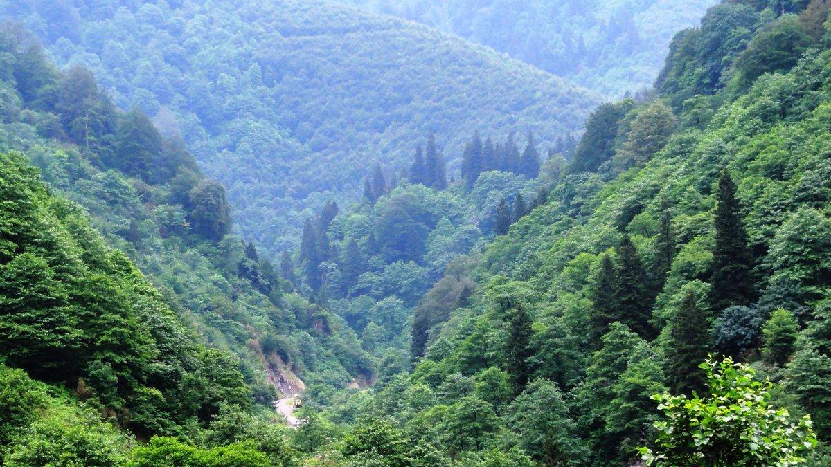 Giresun'da ormanlara giri yasakland
