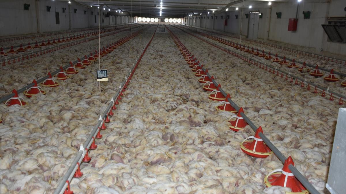 Malatya'da iftlikteki 35 bin tavuk telef oldu
