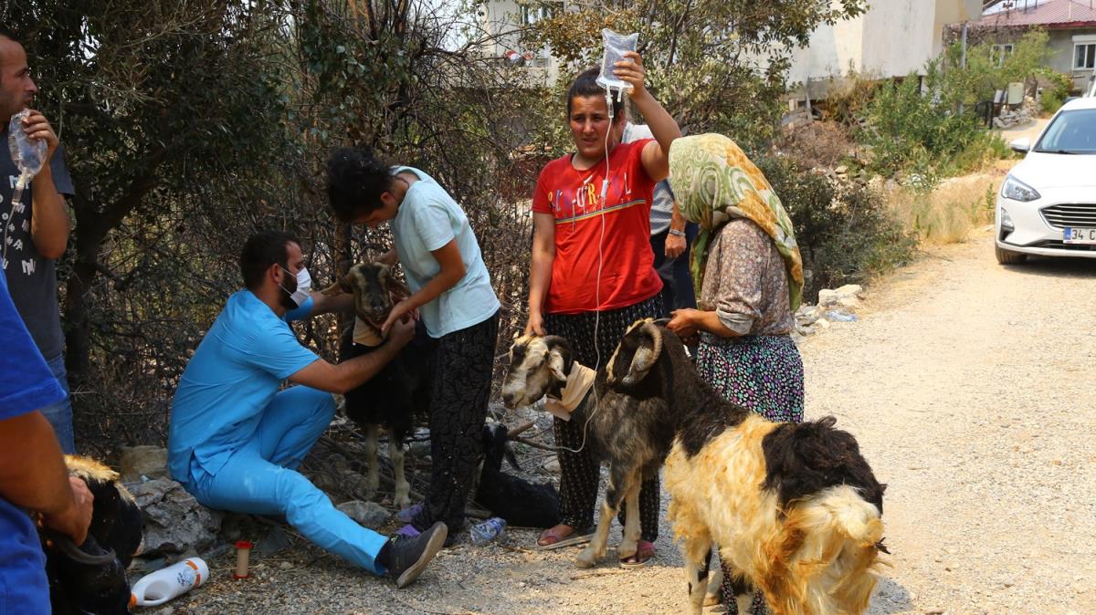 Gnll veterinerler orman yangnlarndan etkilenen hayvanlar iin seferber oldu