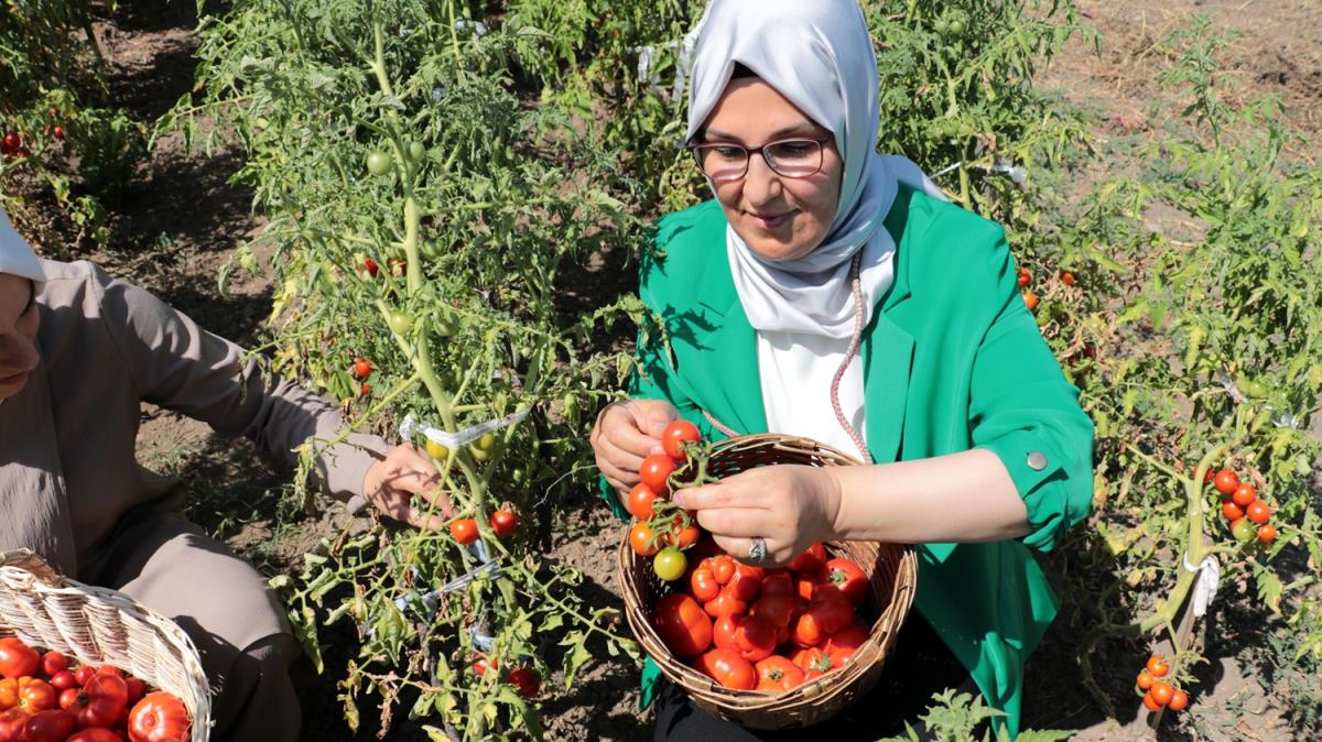 Ata tohumlar kadnlarn elinde hayat buluyor