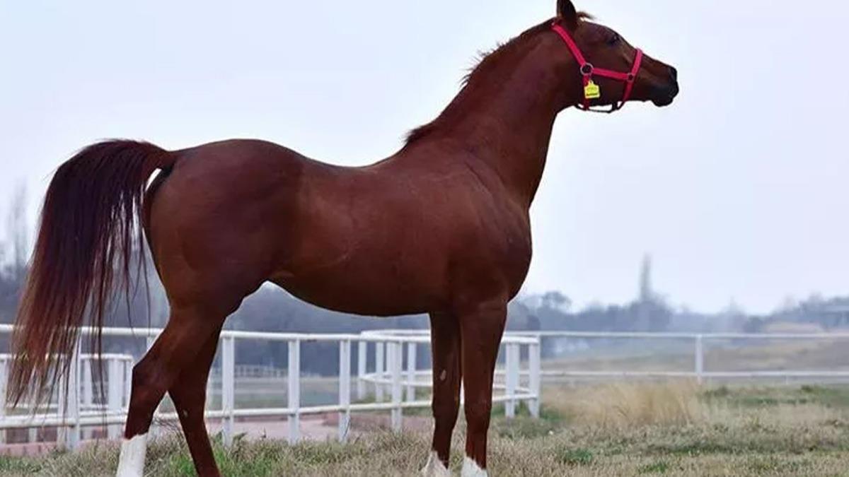 At satlarndan ekonomiye milyon liralk katk