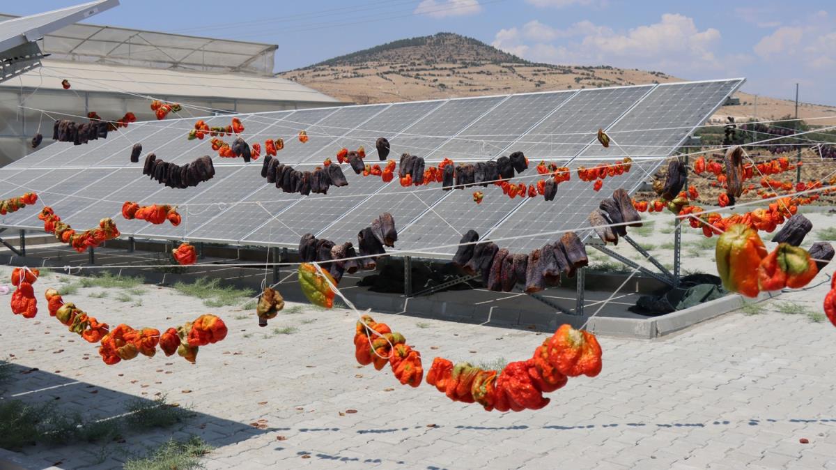 Gne enerjili sebze kurutma tesisi kadnlara istihdam salyor: Hedef d pazara almak