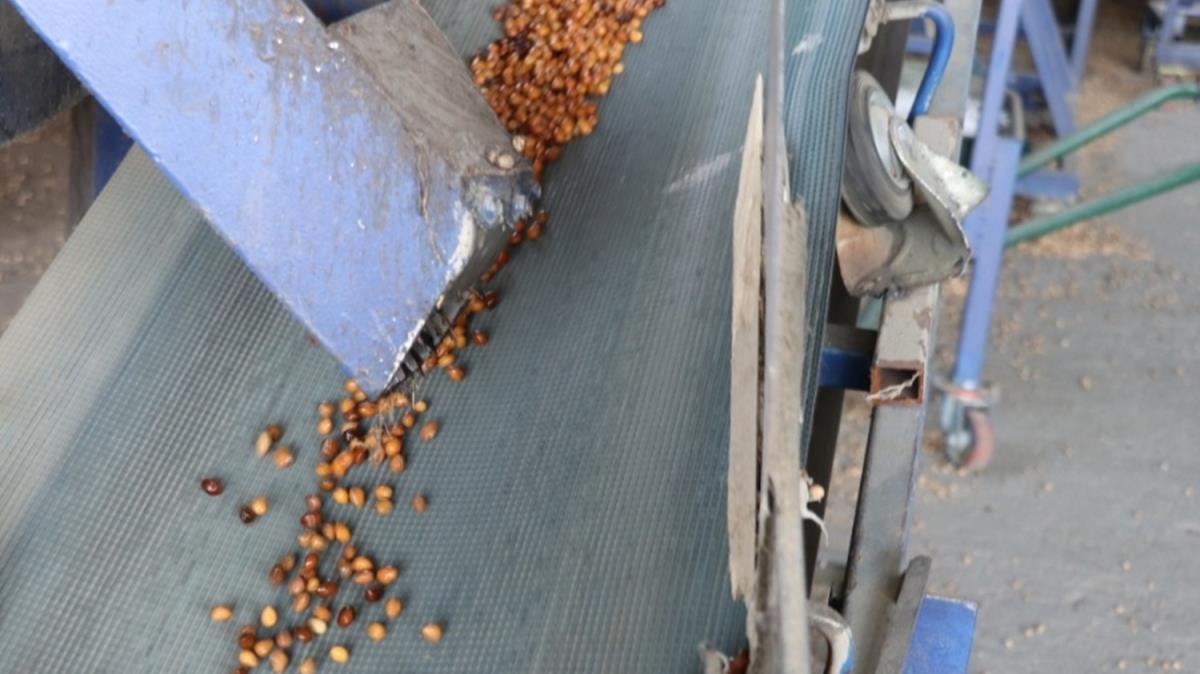 Tahl ve meyve ekirdeklerinden retilen terapi yastklar Avrupa'nn yeni gzdesi 