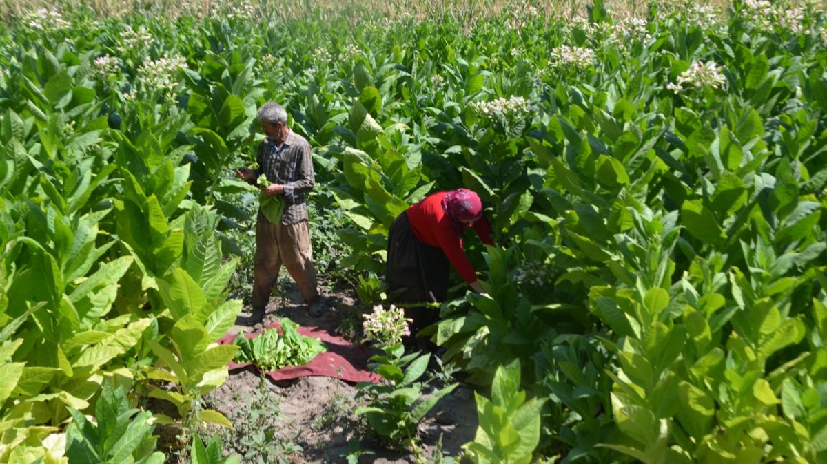 Mu'ta, ttn hasadna baland: Hedef 60 bin ton ihracat
