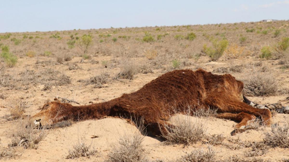 klim deiikliinin vurduu Kazakistan'da binlerce hayvan telef oldu
