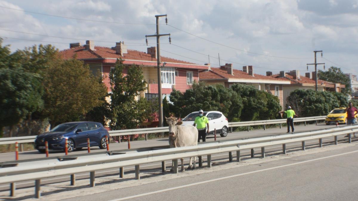 Mezbahaya gtrlen inek trafii birbirine katt