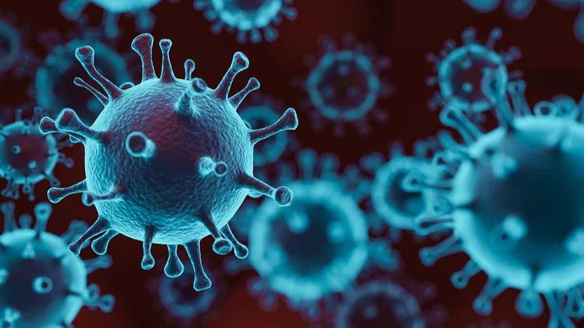 Nipah virs nasl bular? Nipah virs (NV) nedir, belirtileri nelerdir?