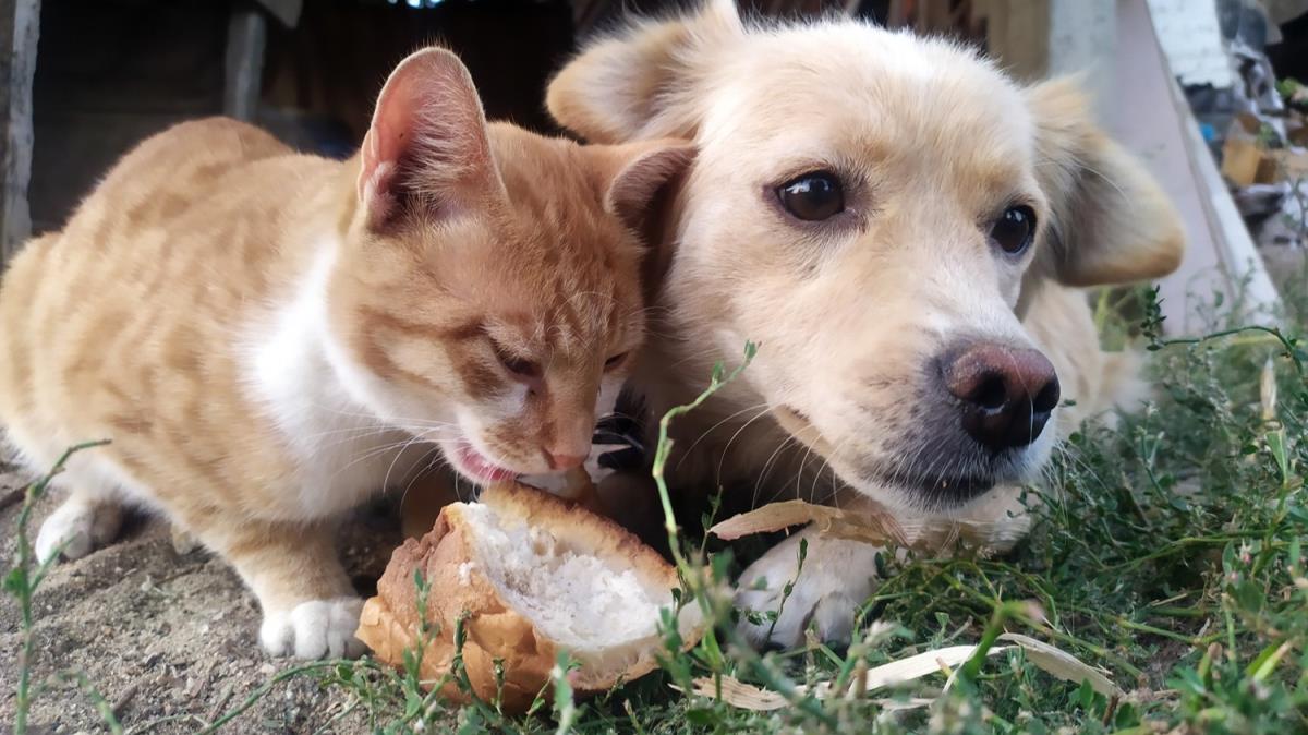 Kedi ve kpein dostluu grenleri artyor