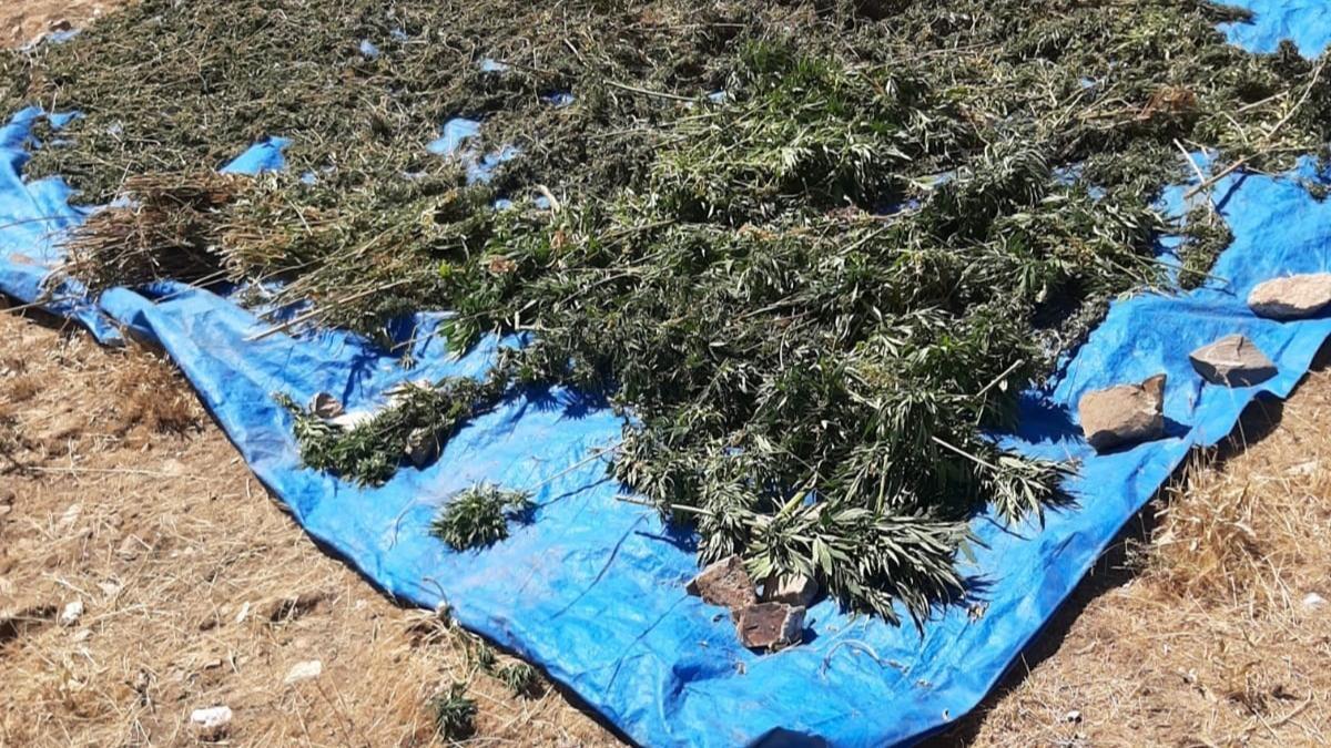 Tarla ierisinde kurutulmaya braklan 78 kilogram uyuturucu ele geirildi