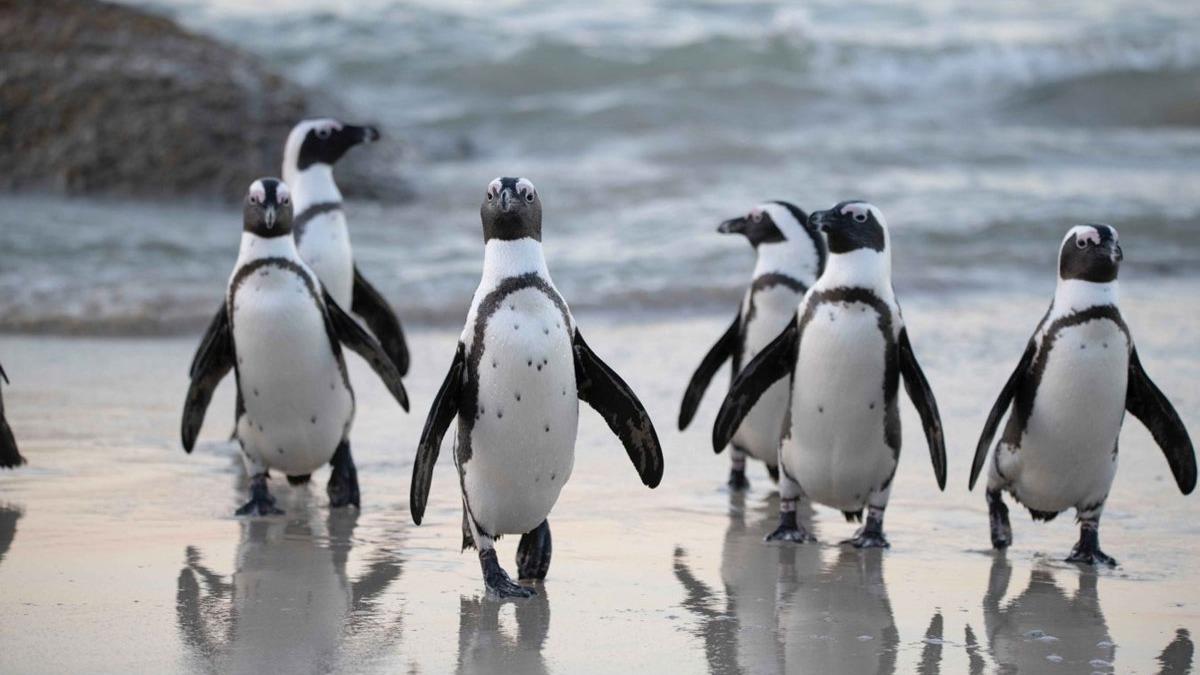 Gney Afrika'da nesli tkenme tehlikesindeki 63 penguen ar saldrsnda telef oldu